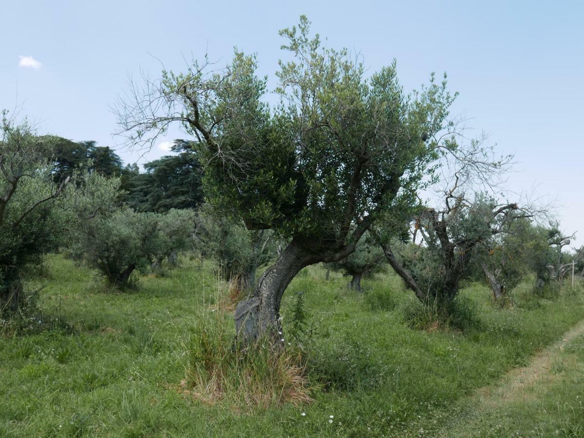Villa Cavalletti Grottaferrata Zewnętrze zdjęcie